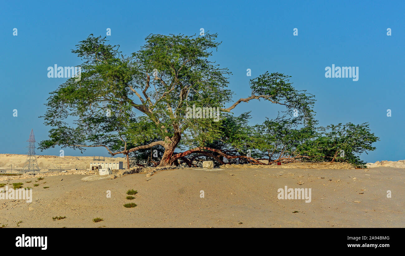 Tree of Life, Bahrain Stock Photo