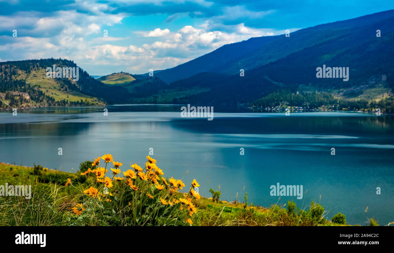 Wildflowers british columbia hi-res stock photography and images - Alamy