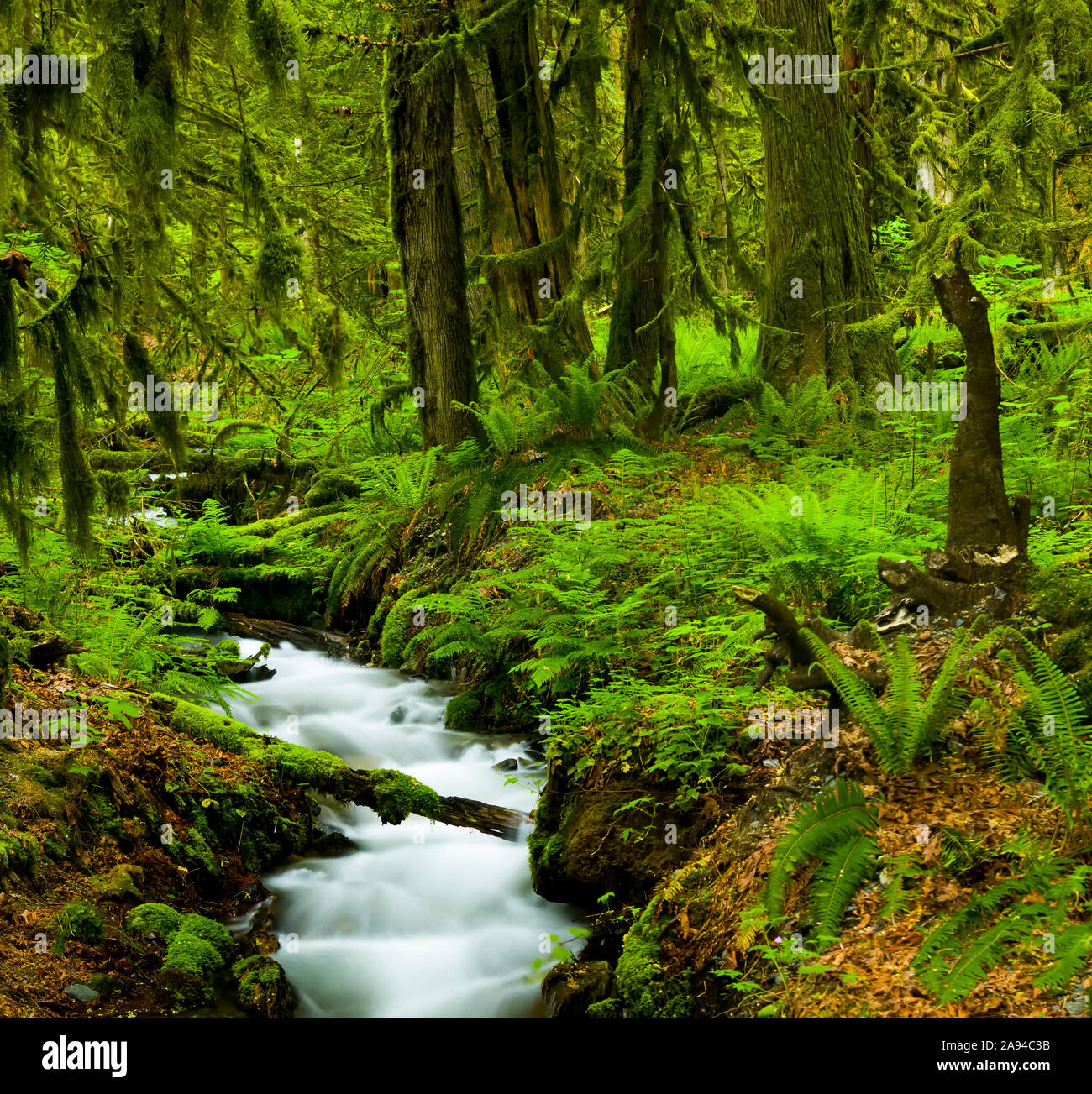 Tree ferns understory hi-res stock photography and images - Alamy