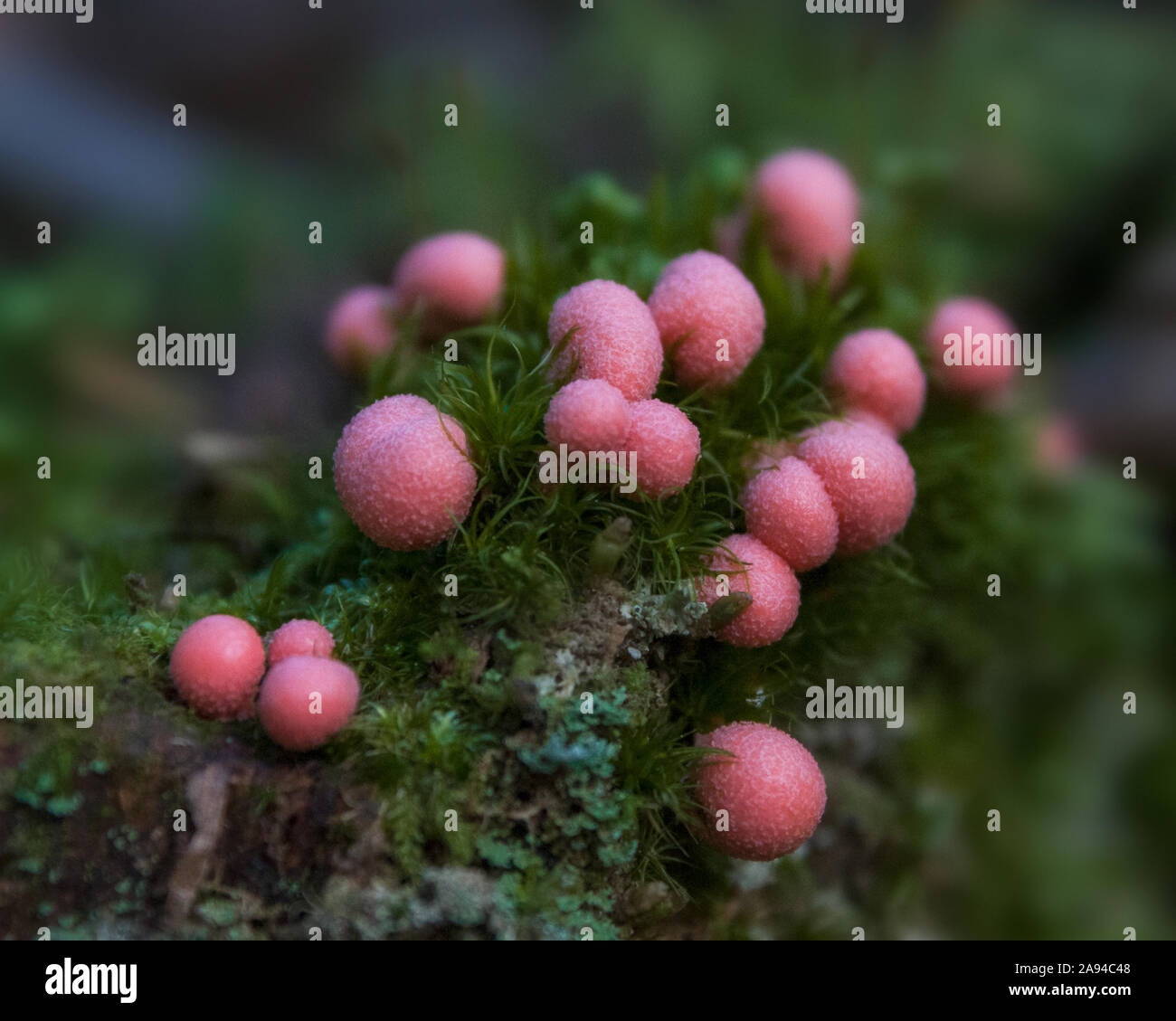 Extreme close up of Pink Slime Puffballs mushrooms in green moss on tree stump Stock Photo