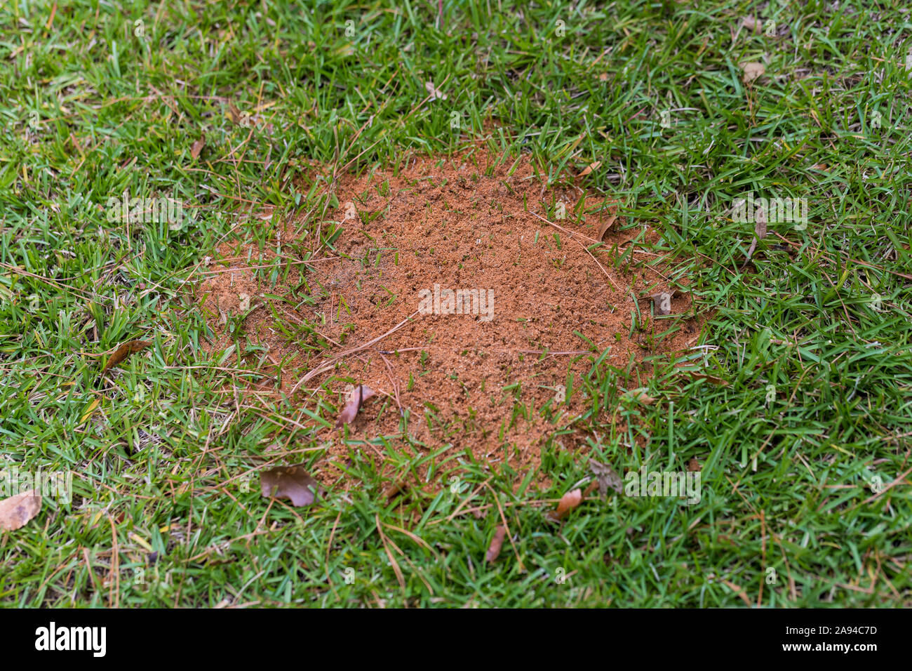 large fire ant mound in green grass with copy space Stock Photo