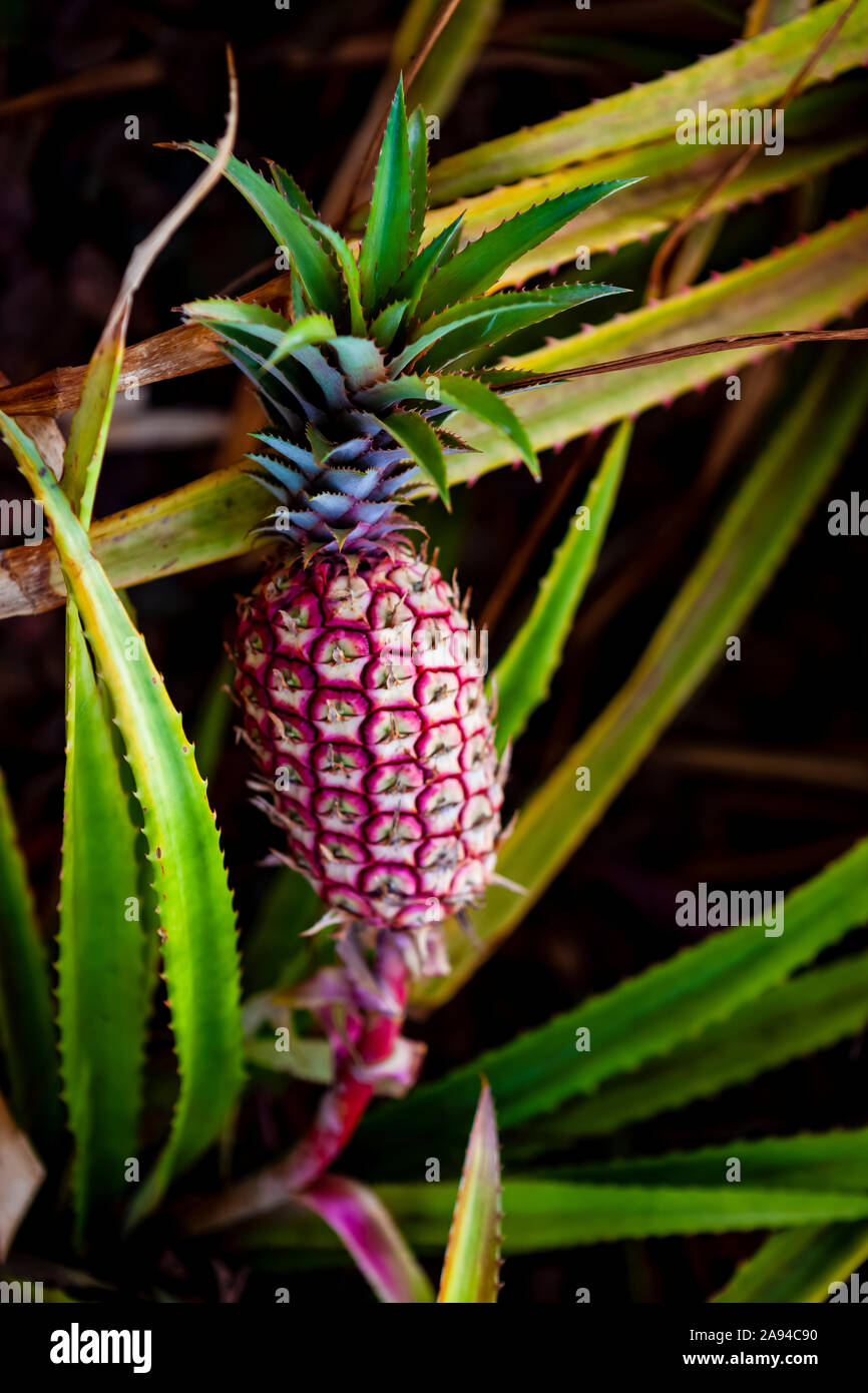 Pineapple growing on a plant; Hawaii, United States of America Stock