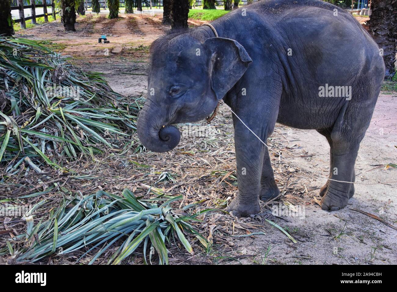Baby elephant, Elephas maximus, rescued, healing to be reintroduced into the wild, close up view in protected park, Herbivorous animal in Phuket, Thai Stock Photo