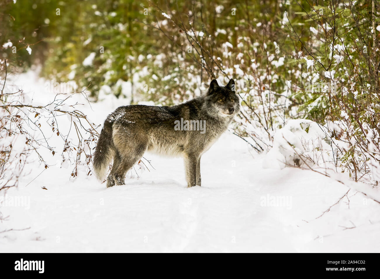 Wolf (Canis lupus) standing in snow; Golden, British Columbia, Canada Stock Photo