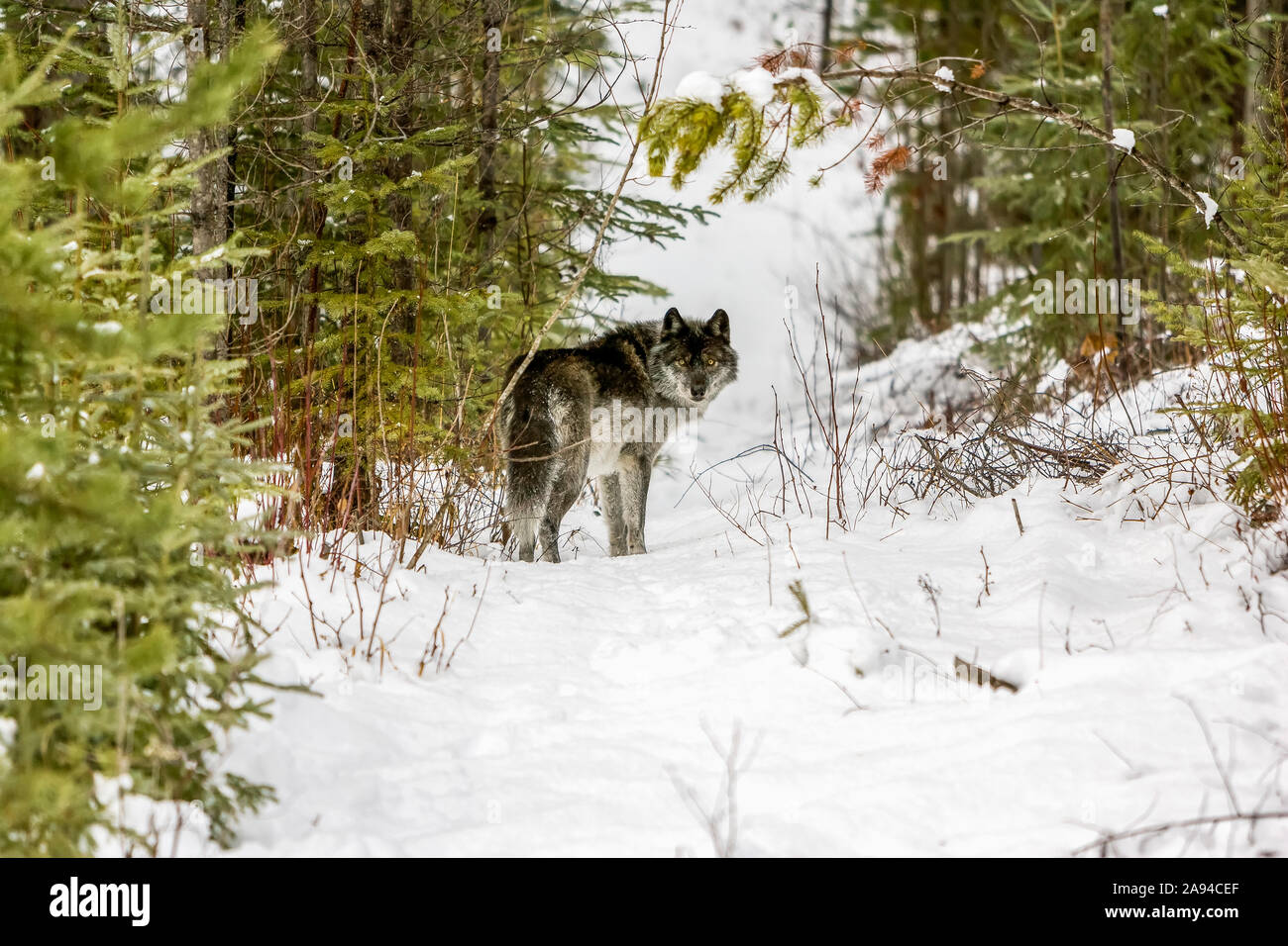 Wolf (Canis lupus) standing in snow; Golden, British Columbia, Canada Stock Photo