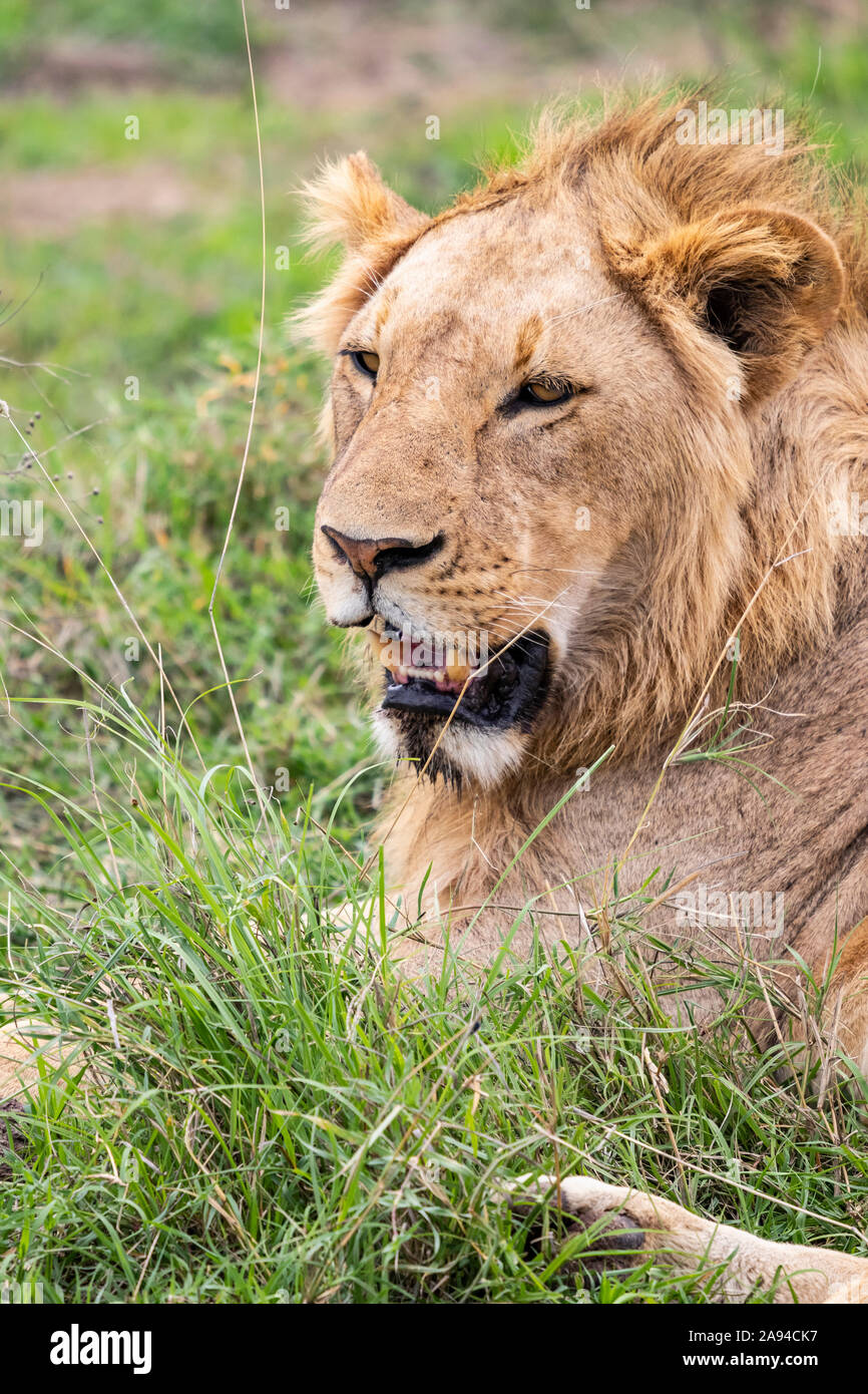 Lion (Panthera leo), Ngorongoro Crater, Ngorongoro Conservation Area; Arusha Region, Tanzania Stock Photo