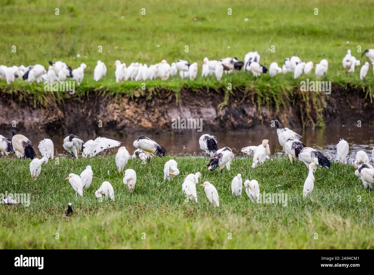 Egrets and Black-headed ibises (Threskiornis melanocephalus), Ngorongoro Crater, Ngorongoro Conservation Area; Arusha Region, Tanzania Stock Photo