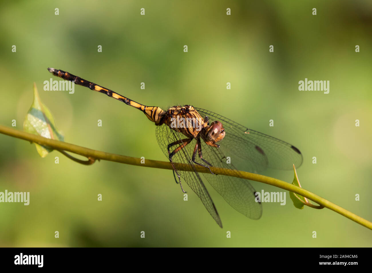 Dragonfly (Odonata), Bigodi Wetland Sanctuary, Bwindi Impenetrable Forest; Western Region, Uganda Stock Photo
