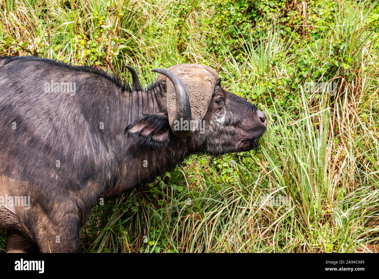 African buffalo or Cape buffalo (Syncerus caffer), Ngorongoro Crater, Ngorongoro Conservation Area; Arusha Region, Tanzania Stock Photo