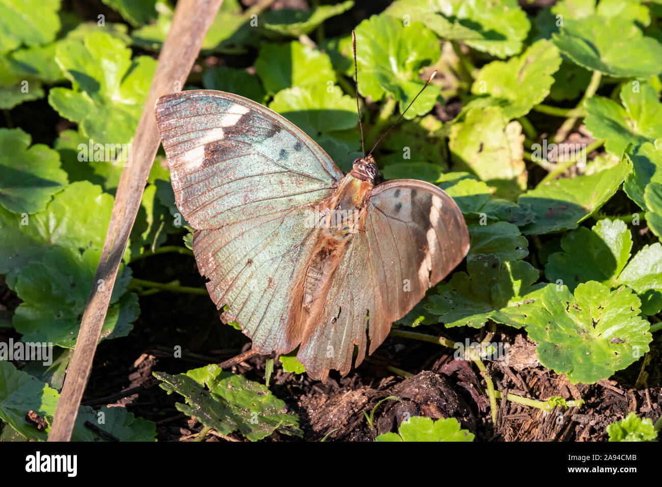 Butterfly (Lepidoptera), Bigodi Wetland Sanctuary, Bwindi Impenetrable Forest; Western Region, Uganda Stock Photo