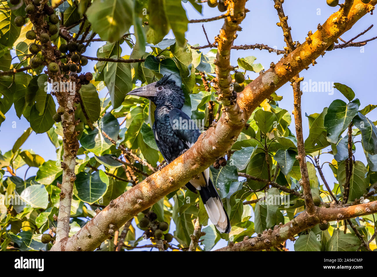 Hornbill (Bucerotidae), Bigodi Wetland Sanctuary, Bwindi Impenetrable Forest; Western Region, Uganda Stock Photo
