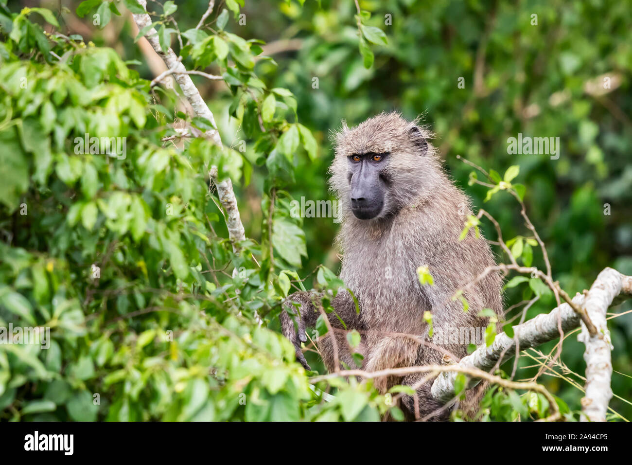 Baboon in a tree, Queen Elizabeth National Park; Western Region, Uganda Stock Photo