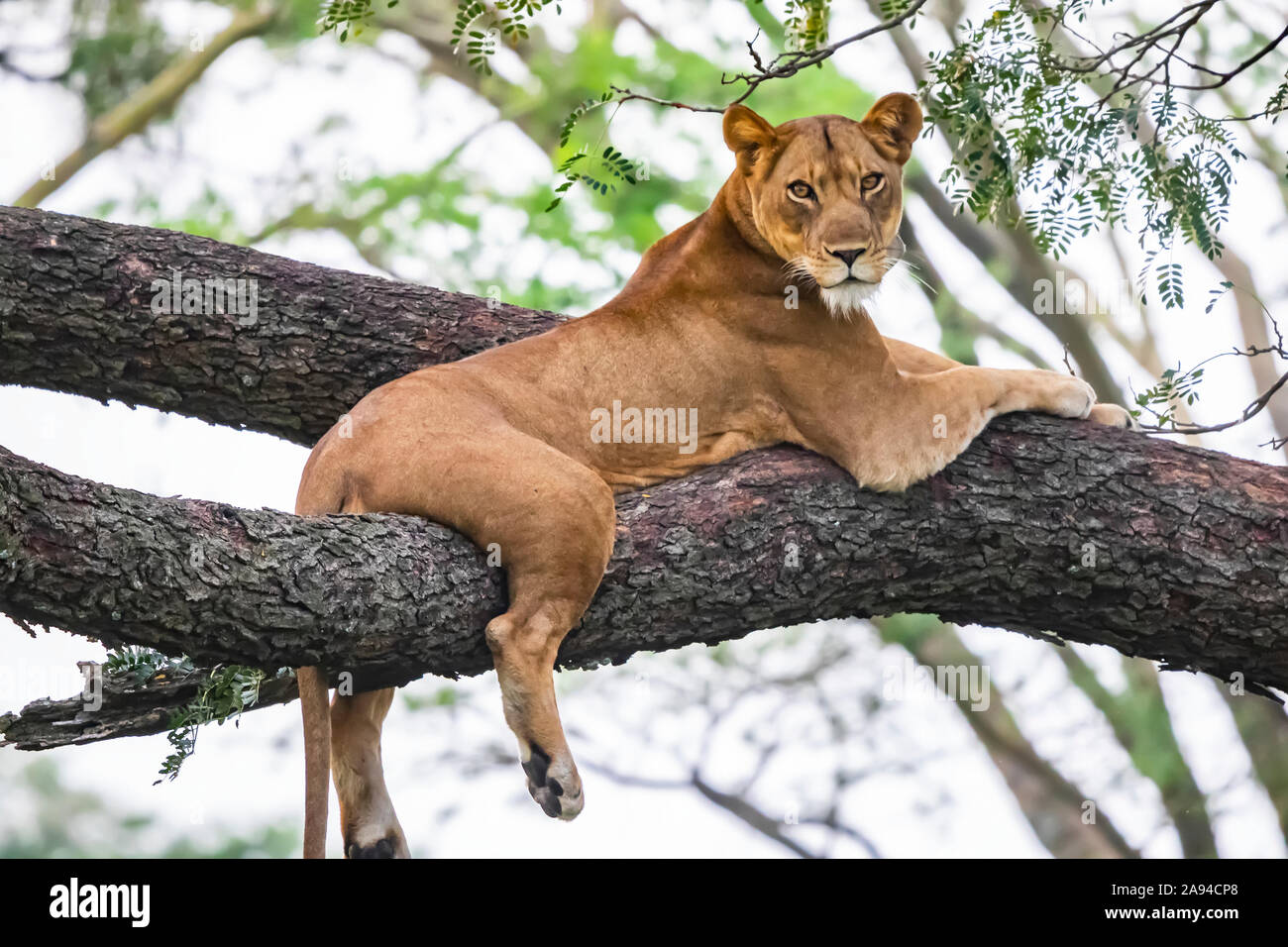 Lioness (Panthera leo) in a tree, Queen Elizabeth National Park; Western Region, Uganda Stock Photo