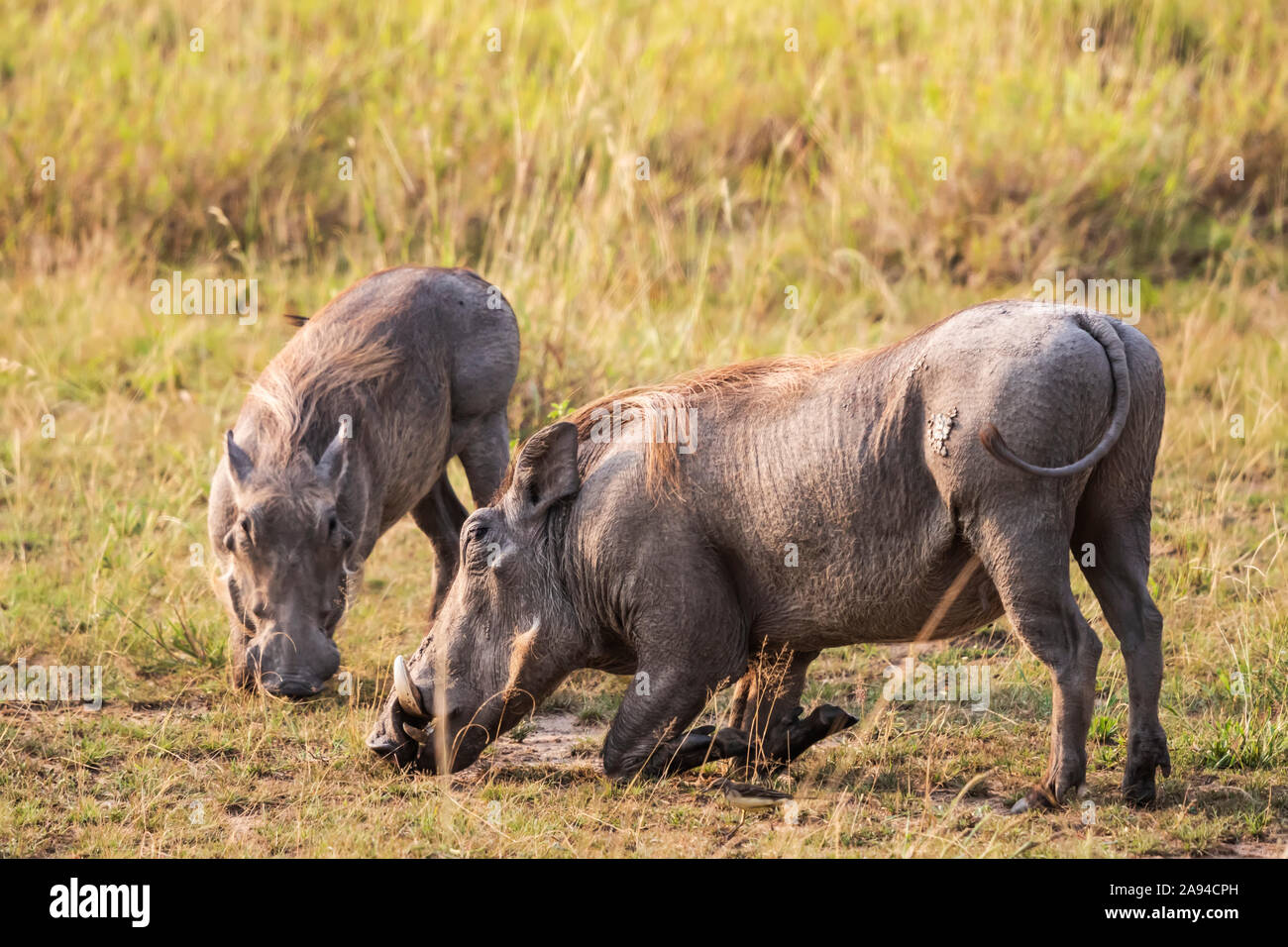 Warthogs (Phacochoerus africanus), Queen Elizabeth National Park; Western Region, Uganda Stock Photo