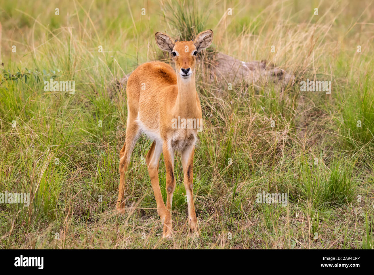 Ugandan kob (Kobus kob thomasi), Queen Elizabeth National Park; Western Region, Uganda Stock Photo