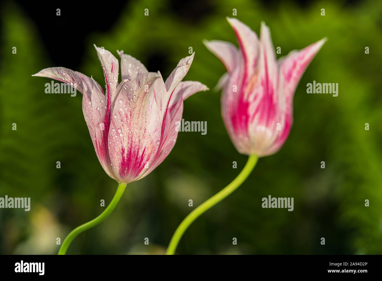 Lily-flowered tulips, 'Marilyn' (tulipa), New York Botanical Garden; Bronx, New York, United States of America Stock Photo
