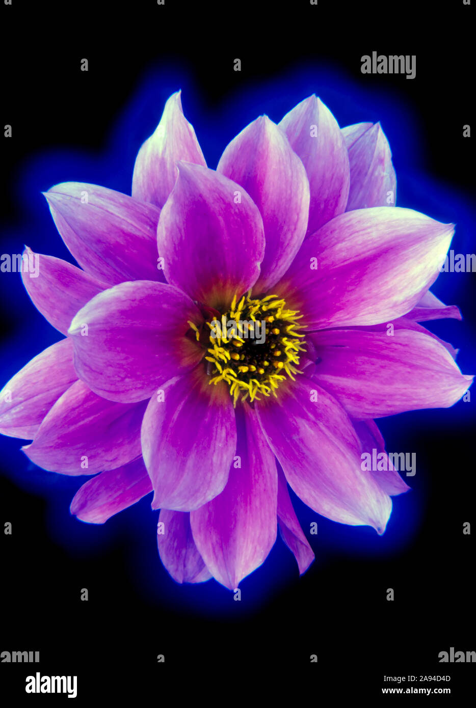 Big pink new york hi-res stock photography and images - Alamy