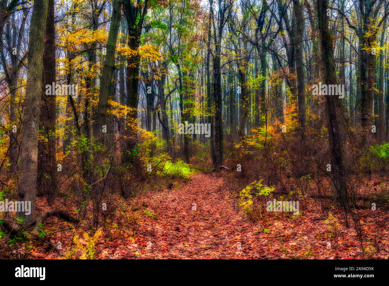 Autumn coloured foliage in Wolfe's Pond Park, Staten Island; New York