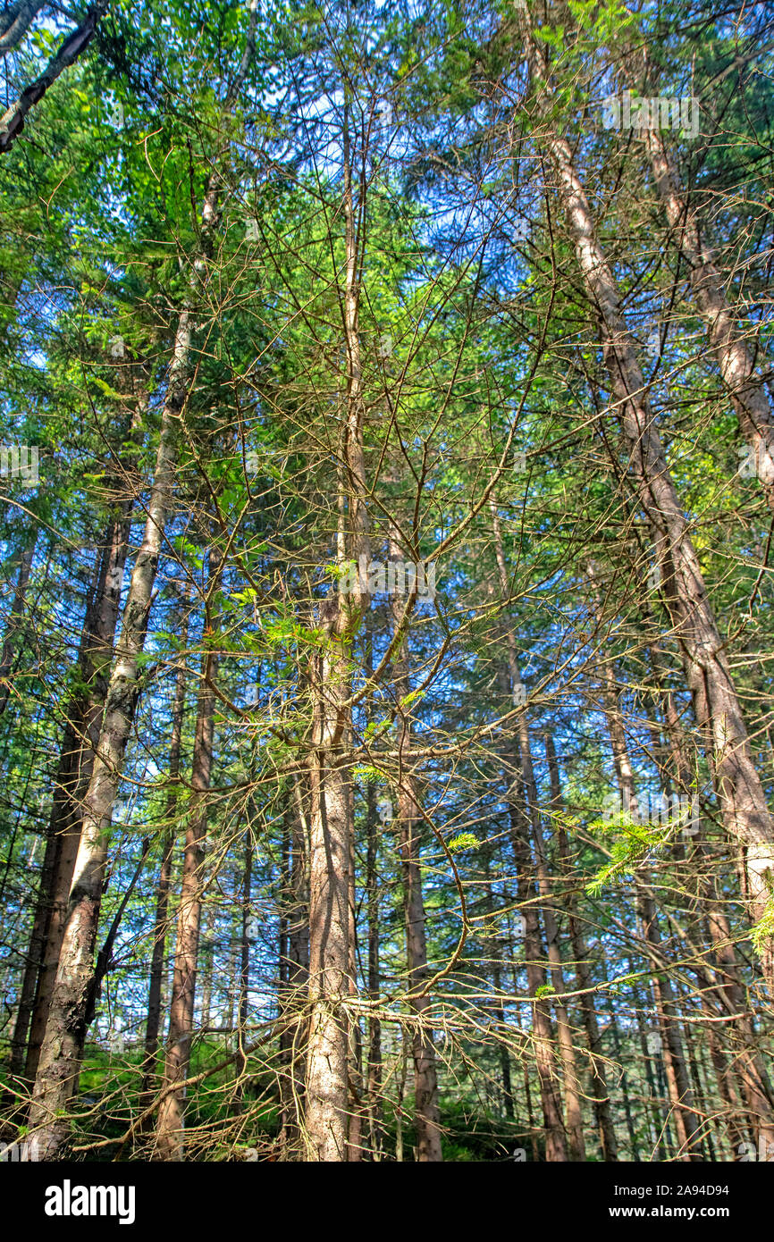 Spruce trees in the Future Forest above Oslo Stock Photo