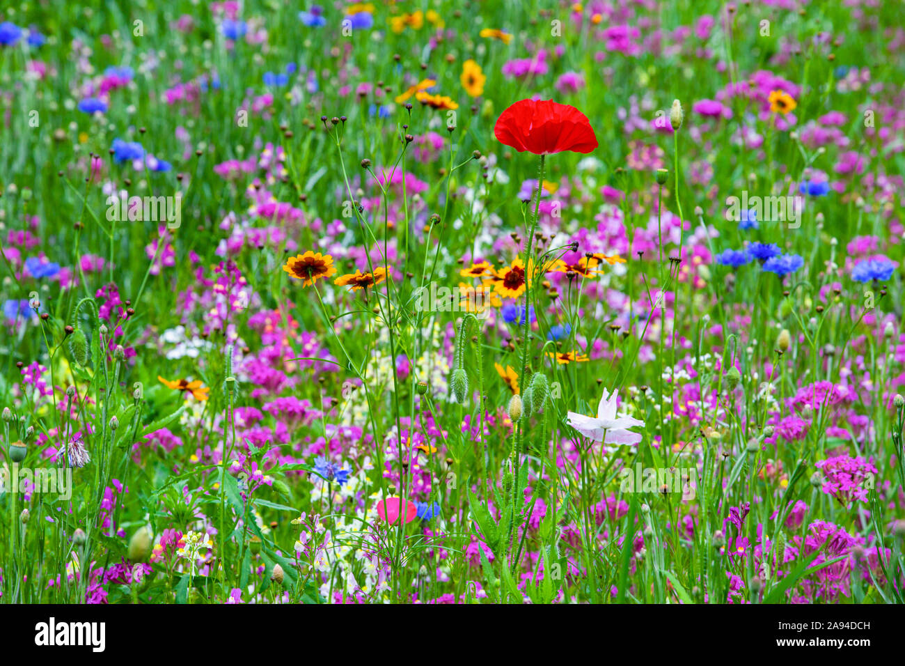 Vibrant wildflowers in a meadow with one red poppy in the middle
