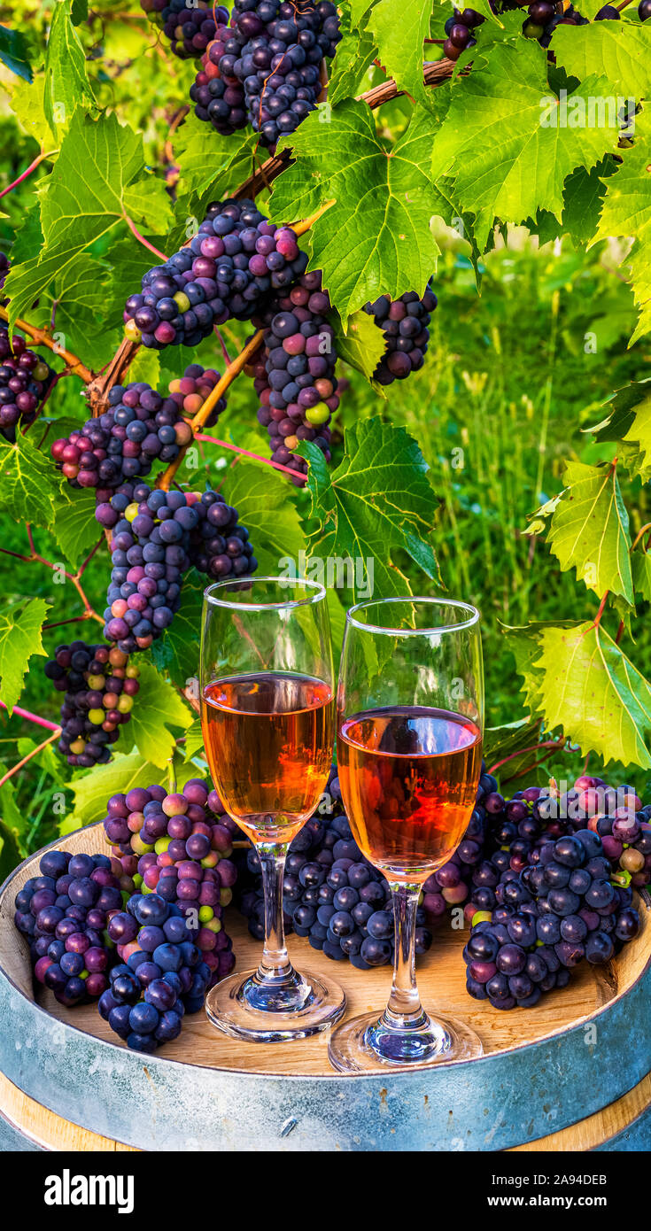 Wine served at a winery with wine glasses and clusters of fresh grapes
