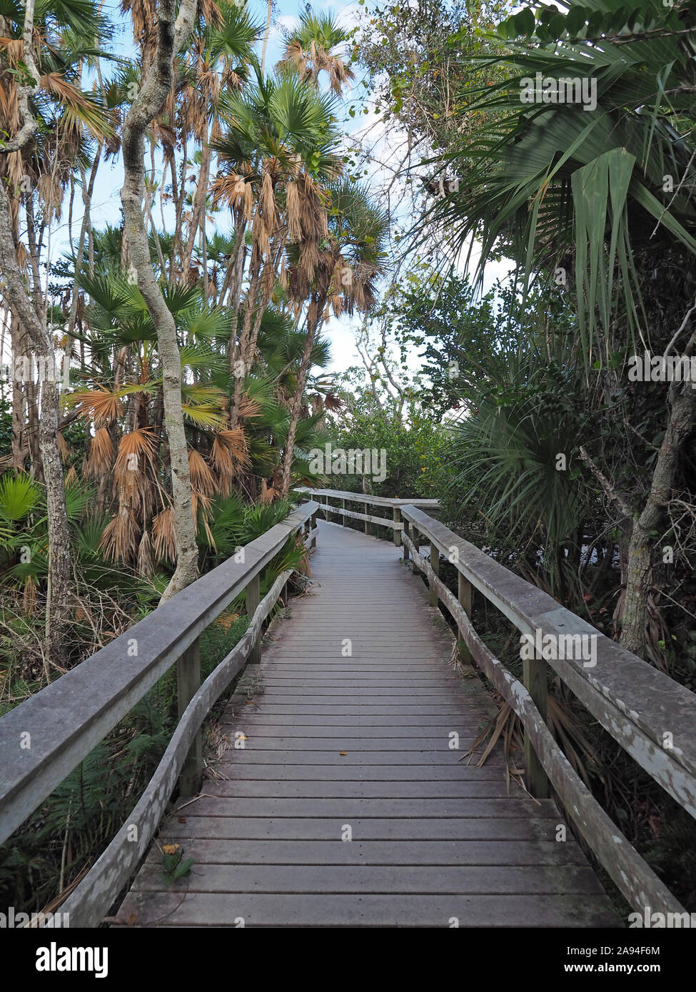Everglades mahogany hammock boardwalk hires stock photography and