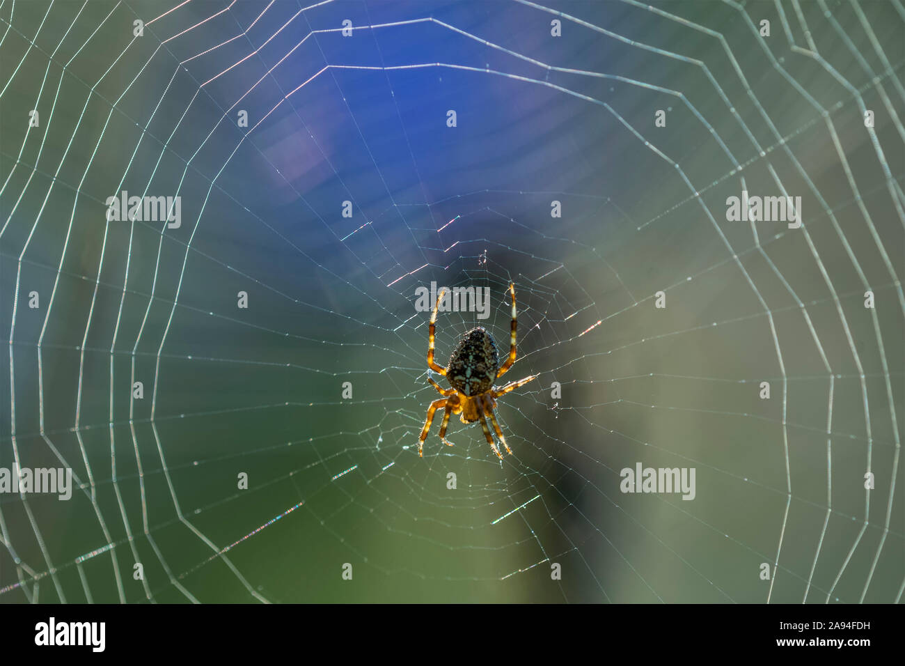 European Garden Spiders (Araneus diadematus) spin webs in late summer; Astoria, Oregon, United States of America Stock Photo