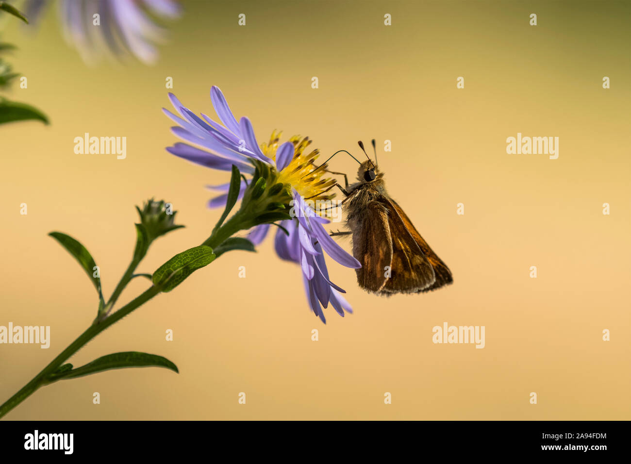 A Woodland Skipper Butterfly (Ochlodes sylvanoides) extracts nectar from an aster blossom; Astoria, Oregon, United States of America Stock Photo