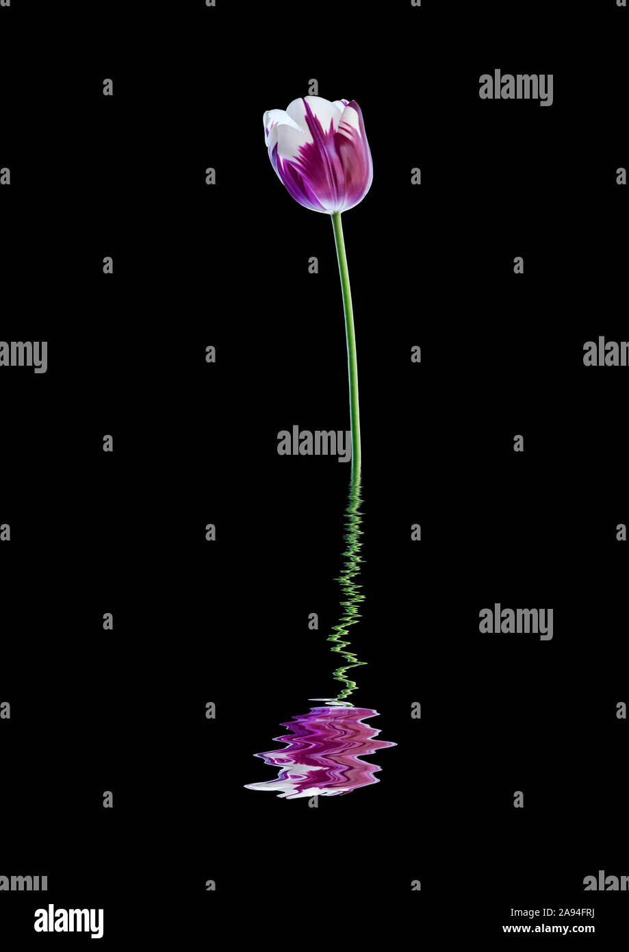 Art style image of white and purple tulip 'Rembrandt' reflected in water; Studio Stock Photo