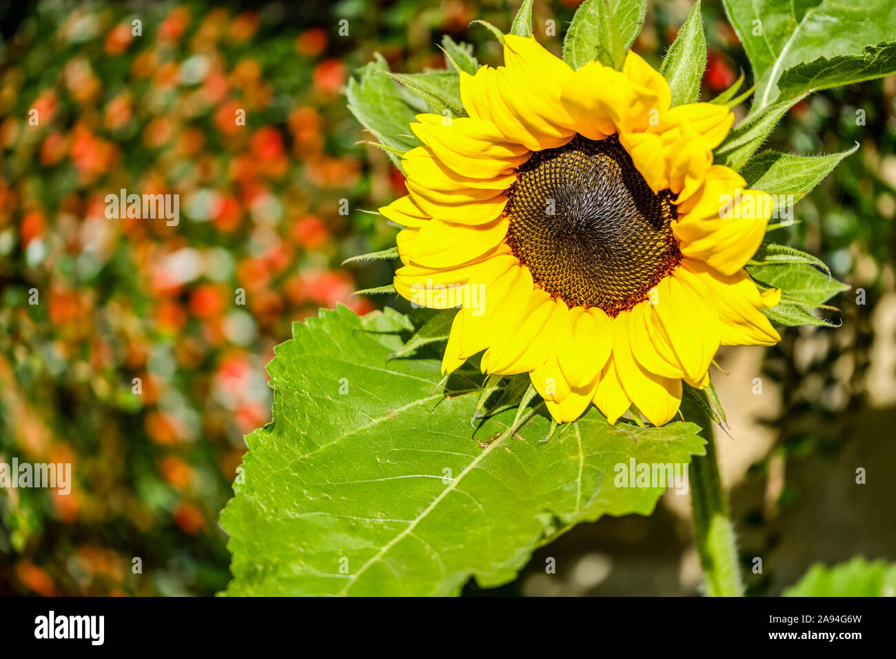 Sunflower in bloom in the sunlight; Hexham, Northumberland, England Stock Photo