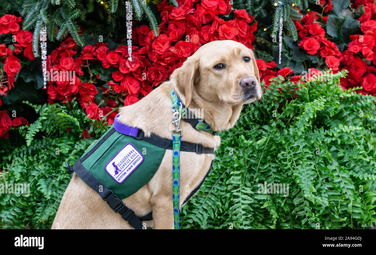 Service dog waits patiently a he gets his photo taken Stock Photo