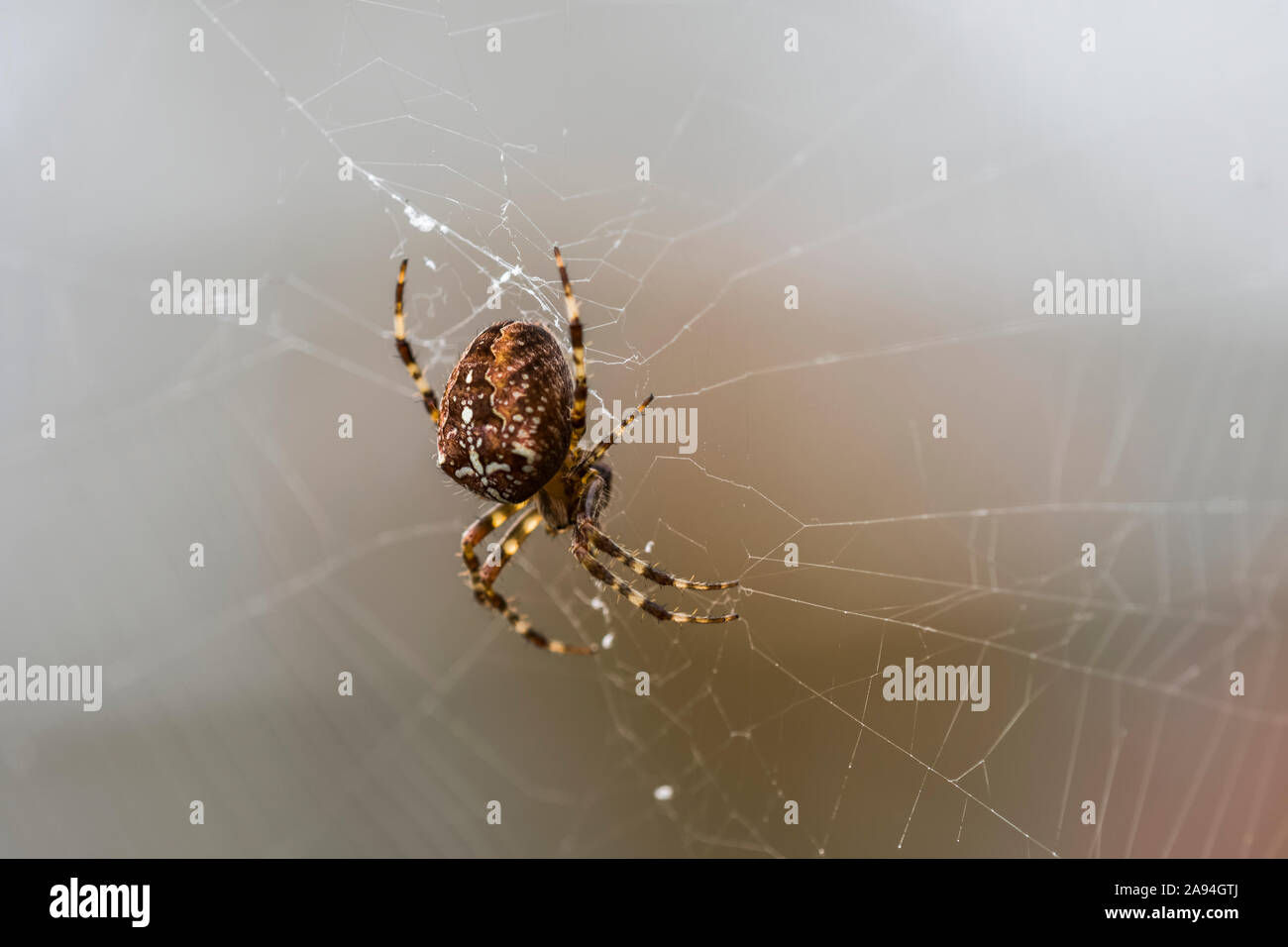 A European Garden Spider (Araneus diadematus) tends her web in an Oregon garden; Hammond, Oregon, United States of America Stock Photo