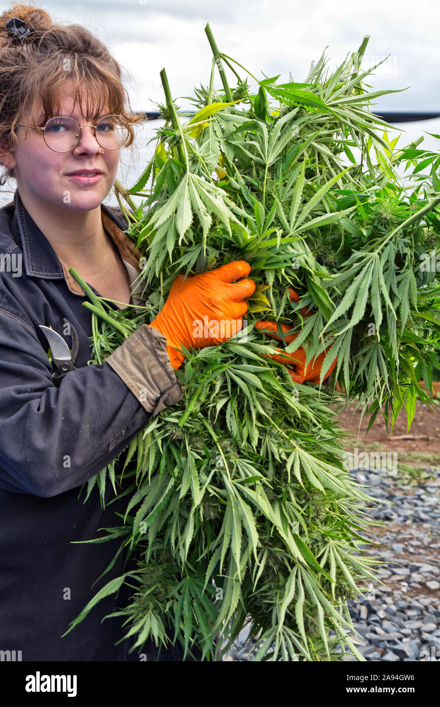 Organic Hemp harvest, young female farmer transporting 'Suver Haze' strain,  Cannabis sativa. Stock Photo