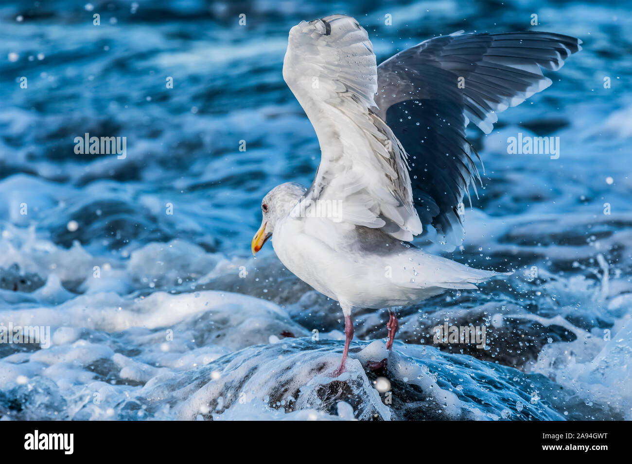 A Glaucous-winged Gull (Larus glaucescens) recovers after being struck by a wave at Seaside Cove on the Oregon Coast Stock Photo