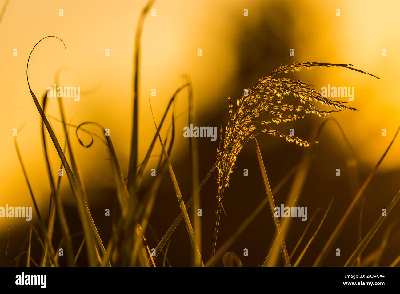 Ornamental grass catches the light of the setting sun; Astoria, Oregon