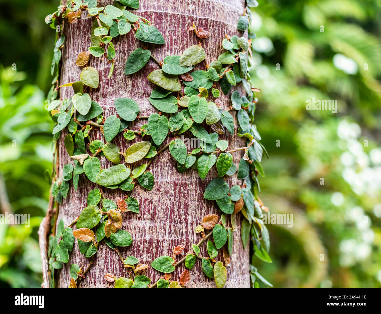 Ivy growing up a tree trunk; Banjar, Bali, Indonesia Stock Photo
