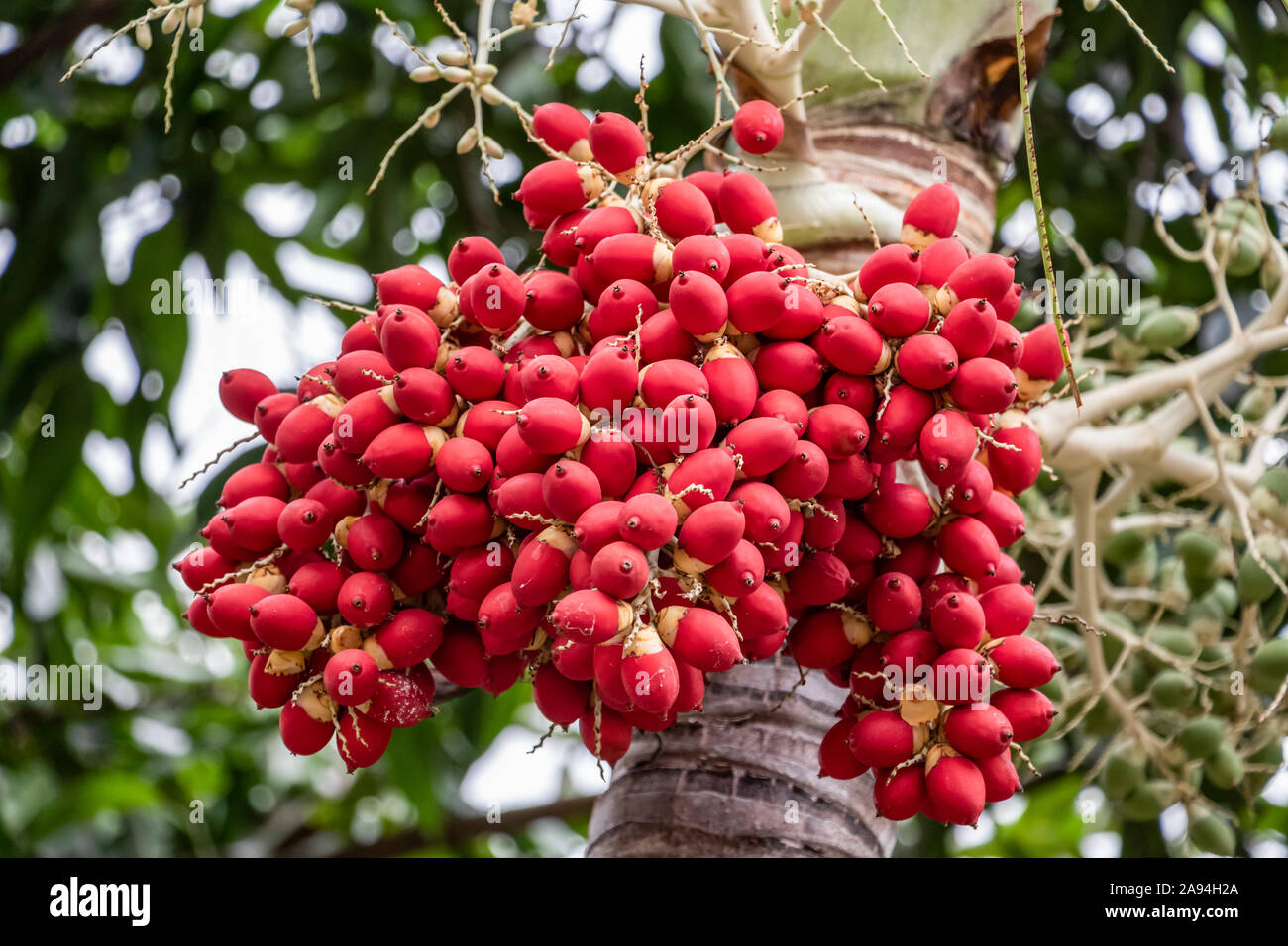 Sweet viburnum (iburnum odoratissimum); Banjar, Bali, Indonesia Stock Photo