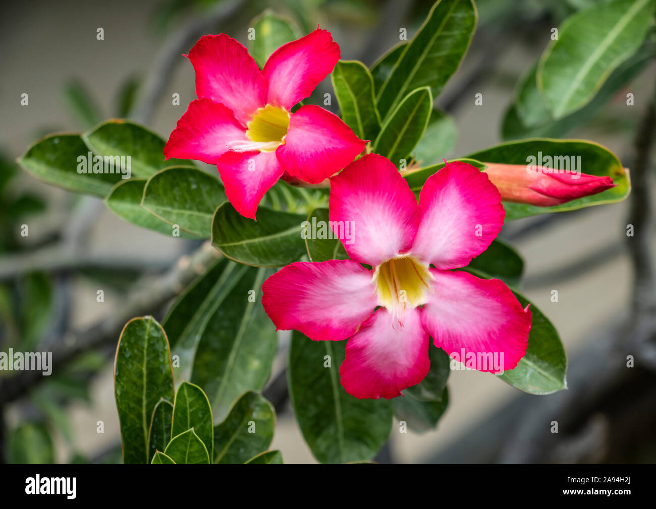 Desert rose (Adenium); Banjar, Bali, Indonesia Stock Photo