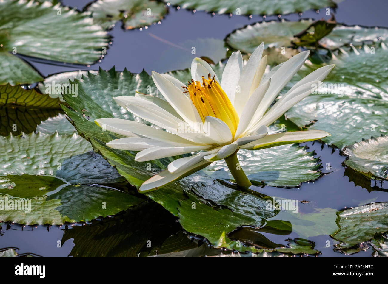 Water lily (Nymphaeaceae) plant in bloom in a pond, Bogor Botanical Gardens; Bogor, West Java, Indonesia Stock Photo