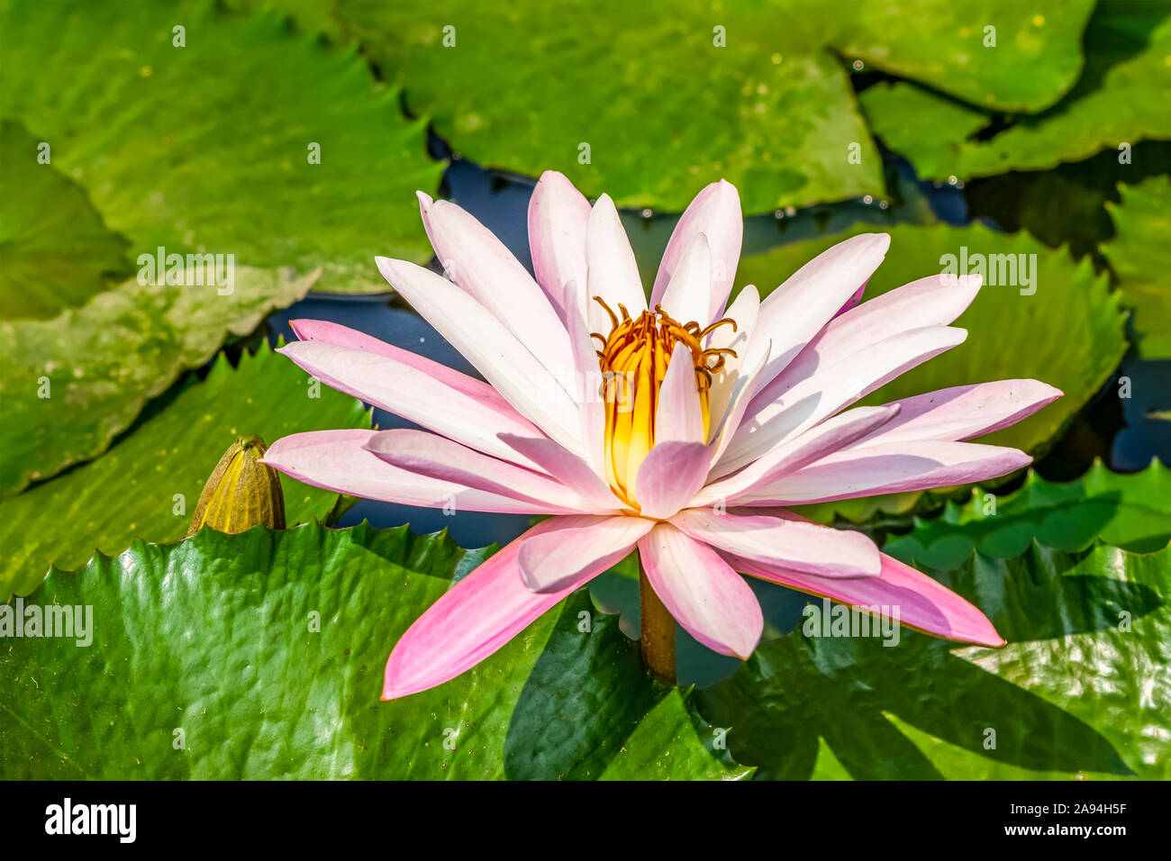 Water lily (Nymphaeaceae) plant in bloom in a pond, Bogor Botanical Gardens; Bogor, West Java, Indonesia Stock Photo