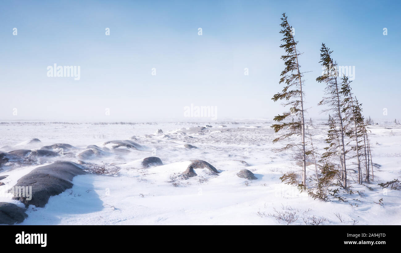 Windswept tundra on a cold winter day in northern Canada, with a few thin trees struggling to survive in the barren terrain and harsh subarctic climate. Stock Photo