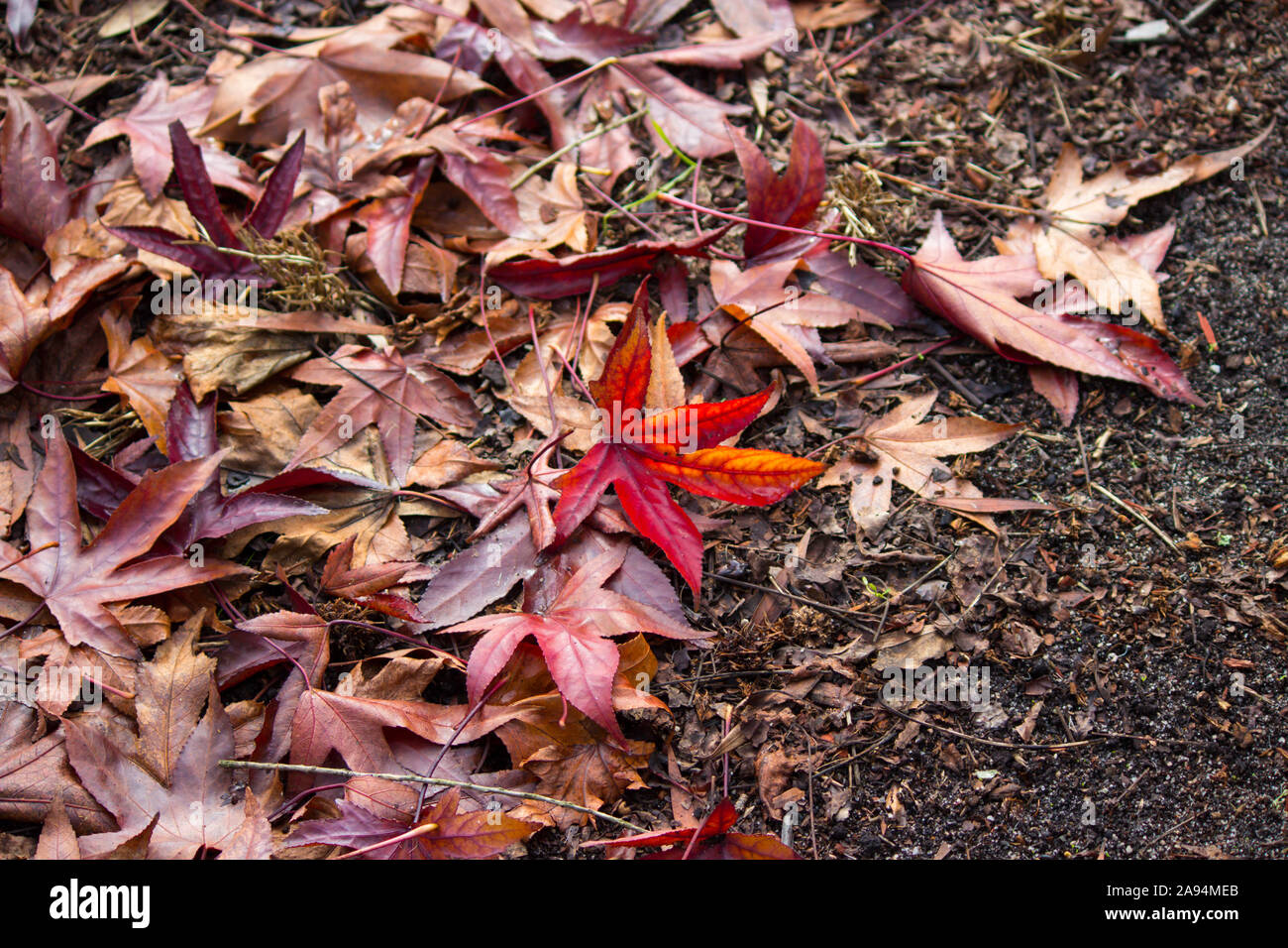 Of 94 colours autumn Colors Of