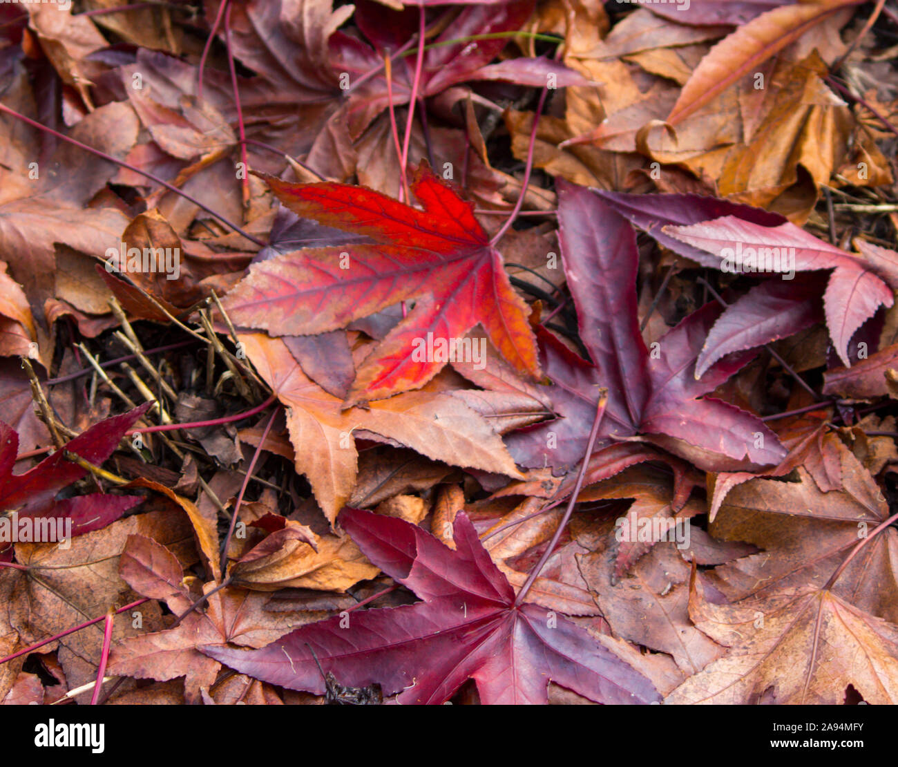 Color of autumn 94