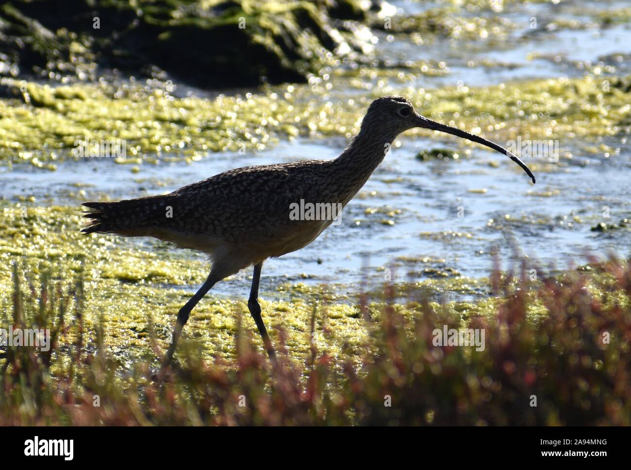 A long-billed curlew (Numenius americanus)  silhouetted against the wetlands of Elkhorn Slough, California. Stock Photo