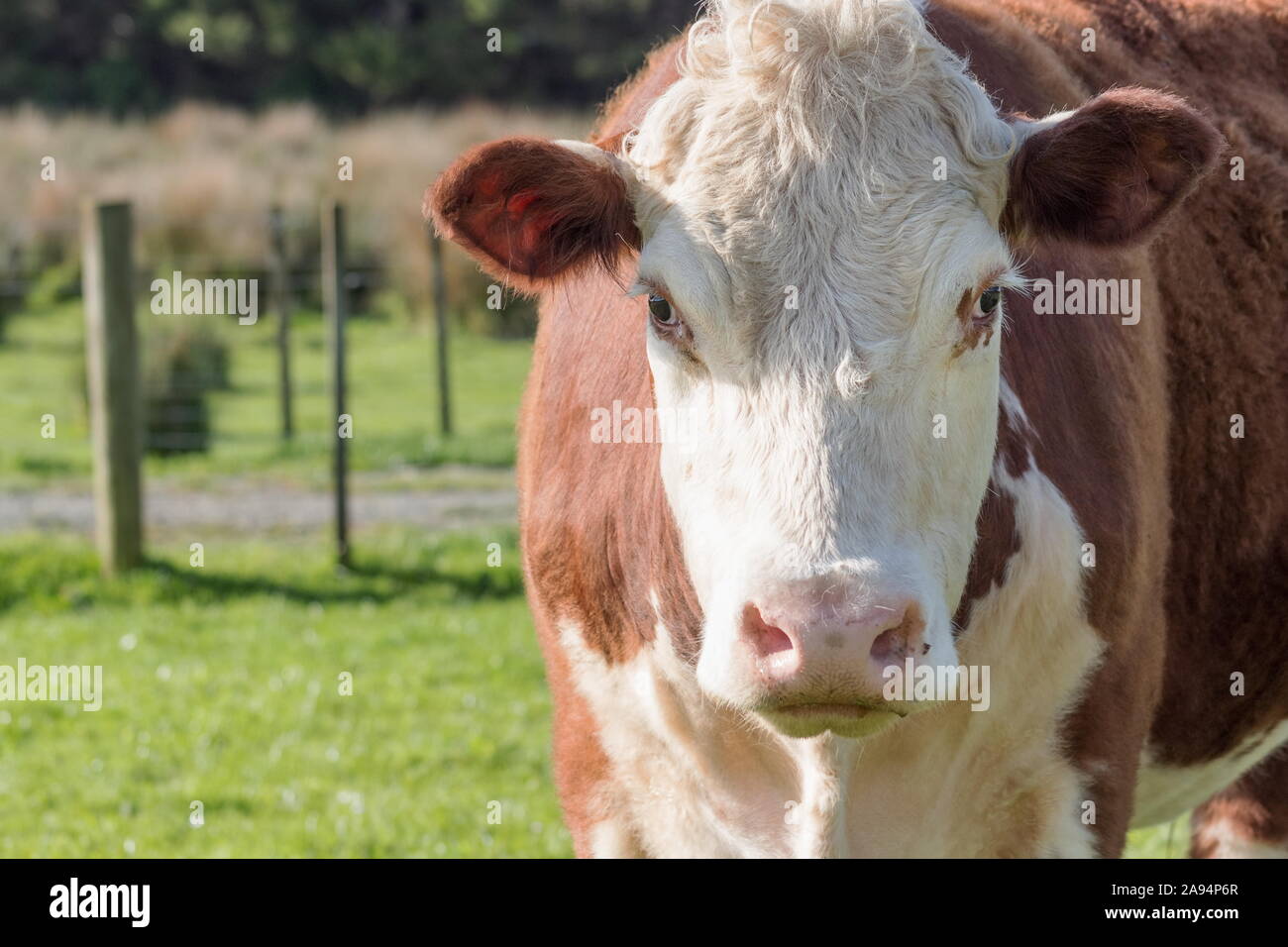 Close up image of a cow  outside in a pasture paddock on a New Zealand farm, with copy space. Stock Photo