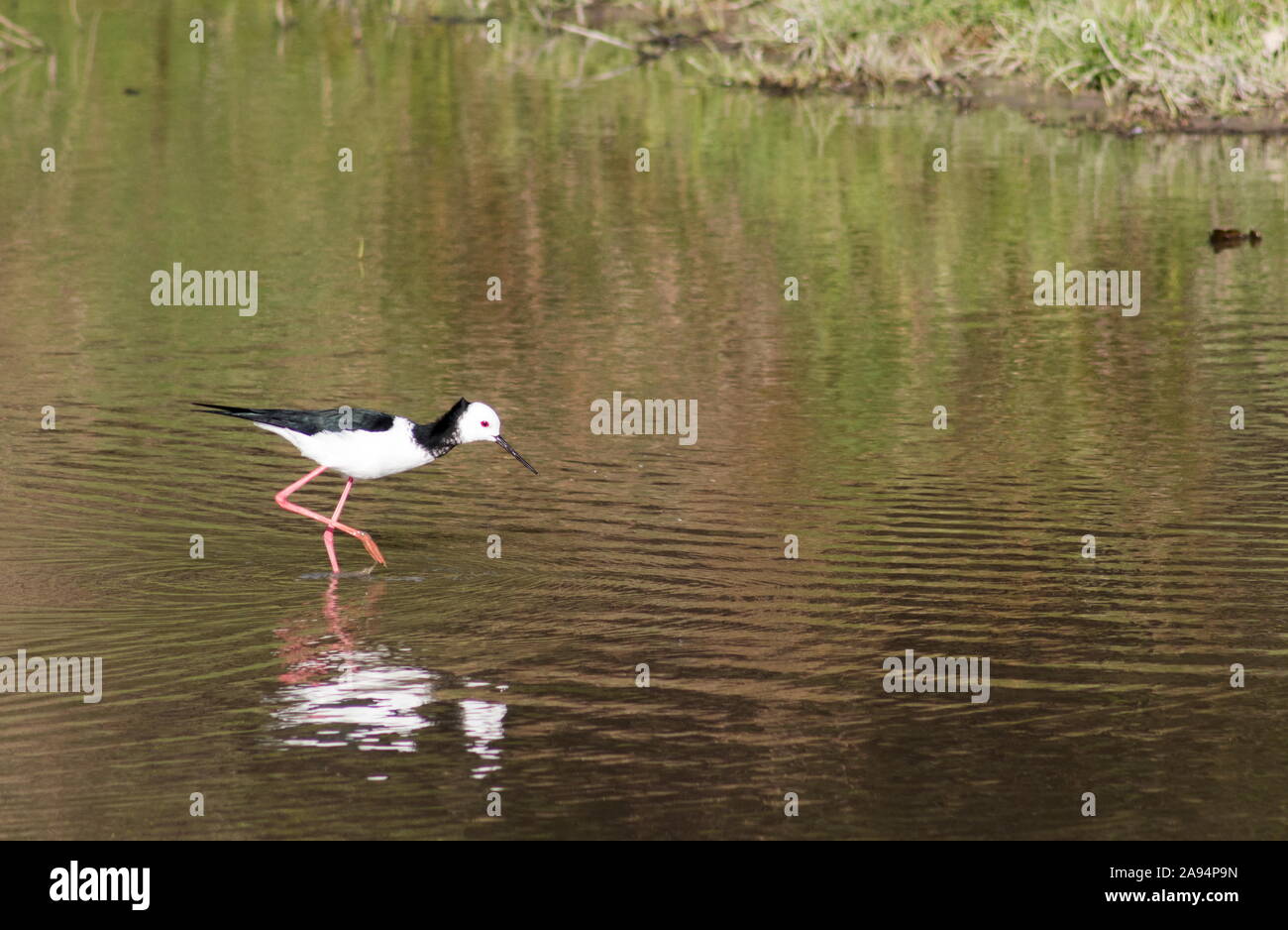 Close up image of a pied stilt (Himantopus leucocephalus) on a shallow pond in Kapiti region of  New Zealand. Stock Photo