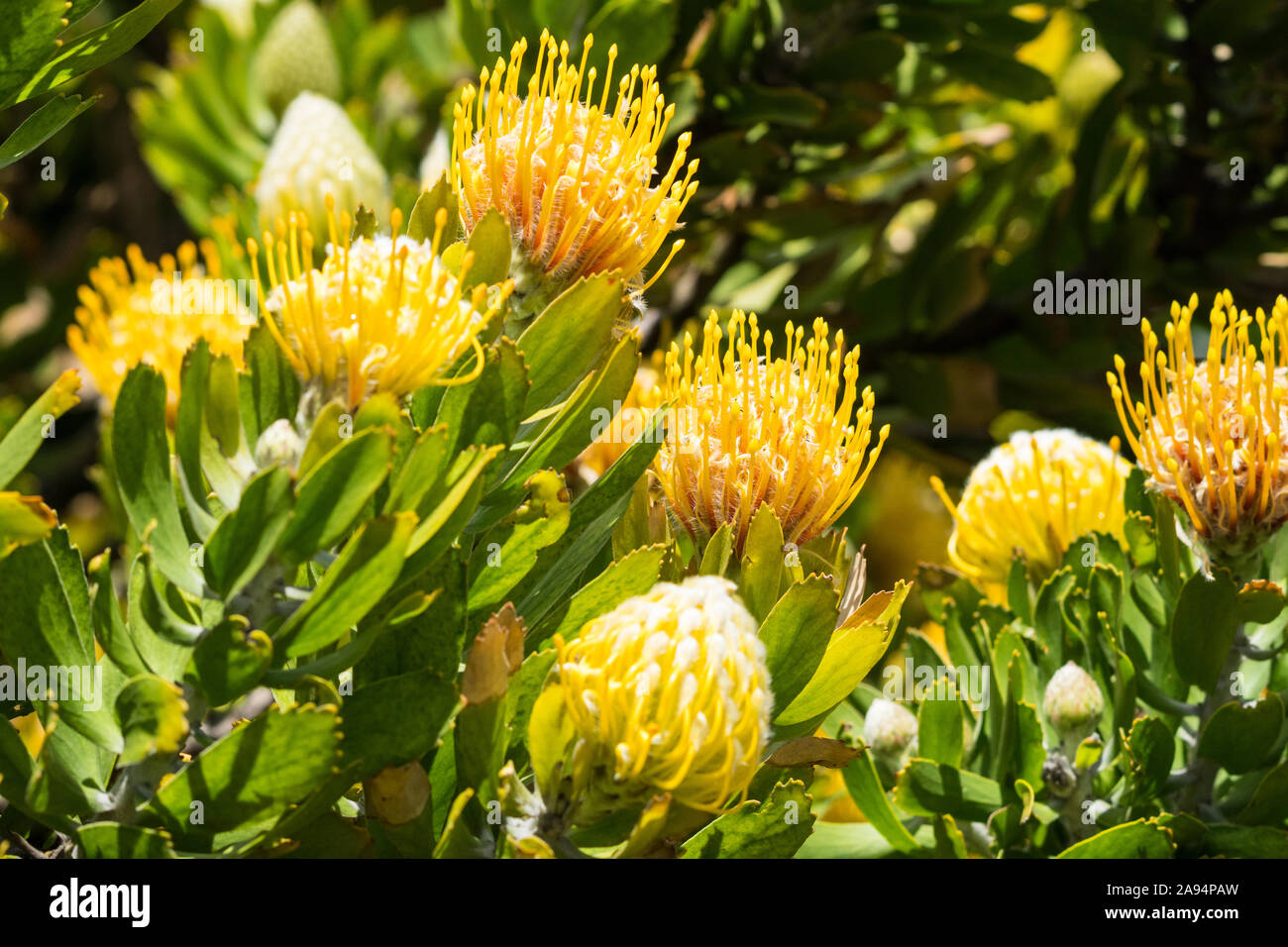 Pincushion proteas or Leucospermum indigenous flowers in the sun on a bush or shrub in a garden in Cape Town, South Africa Stock Photo