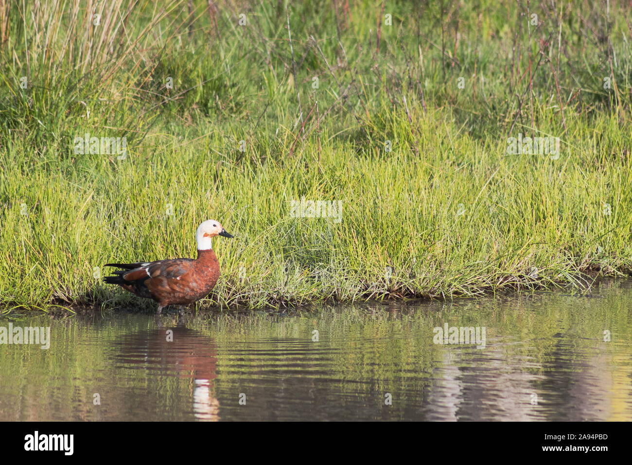 close up image of a New Zealand Paradise Duck (Tadorna variegata)  with copy space. Stock Photo