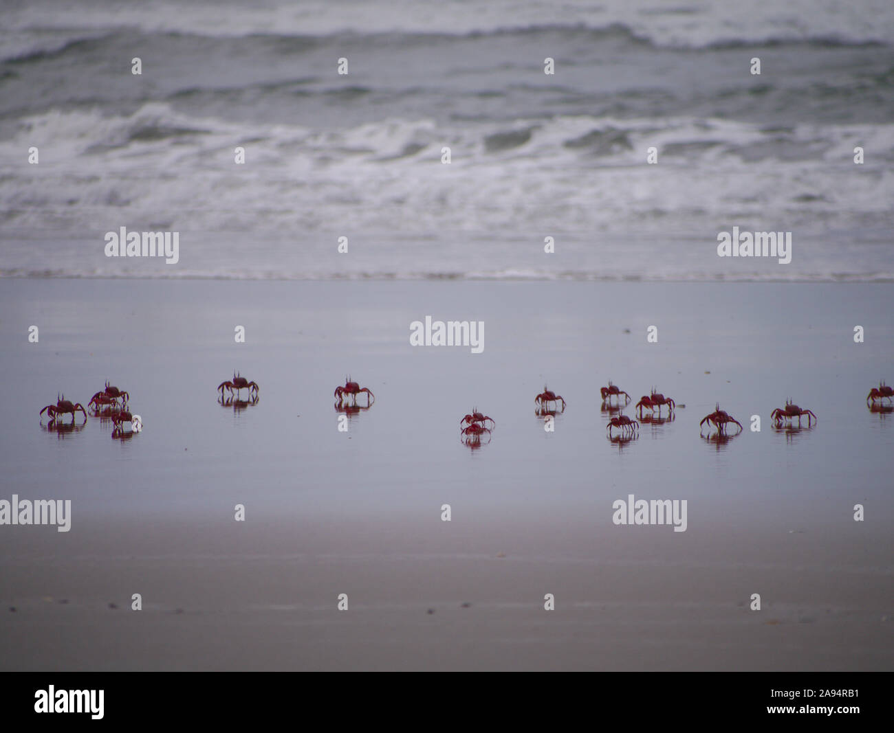 Red Ghost Crabs run through the surf in Cox's Bazar Beach Stock Photo