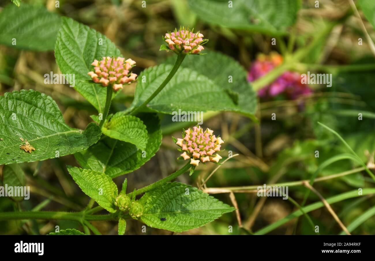 Lantana camara is a species of flowering plant. It's red and yellow colour flowers/buds blooming creating inner peace. Stock Photo
